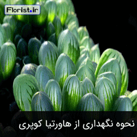 نحوه نگهداری از هاورتیا کوپری