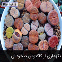 نگهداری از لیتوپس یا کاکتوس صخره ای