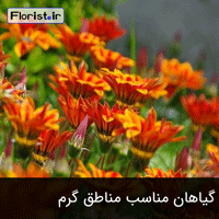 گیاهان مناسب مناطق گرم و خشک