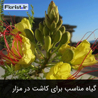 مناسب‌ترین گیاه برای کاشت در مزار