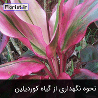 نحوه نگهداری از گیاه کوردیلین