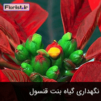 نگهداری گیاه بنت قنسول در خانه