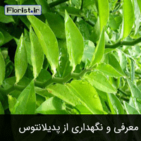 معرفی و نگهداری از پدیلانتوس