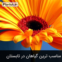 مناسب ترین گیاهان در تابستان