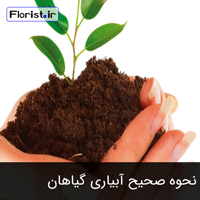 نحوه صحیح آبیاری گیاهان