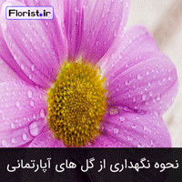 نحوه نگهداری از گل های آپارتمانی