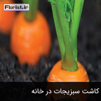 کاشت سبزیجات در خانه