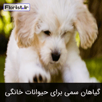 چه گیاهانی برای حیوانات خانگی مناسب نیستند