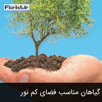 گیاهان مناسب برای فضای کم نور